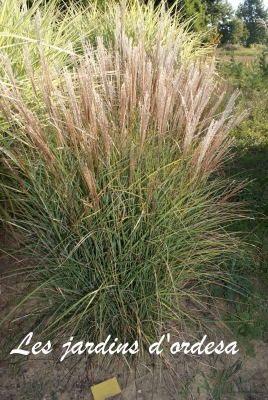 Miscanthus sinensis silber feder